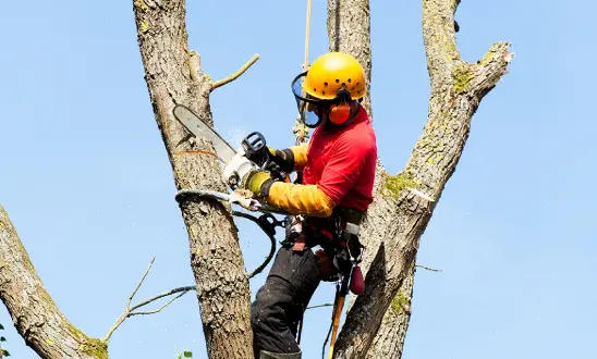 un abattage d’arbres dans les 17