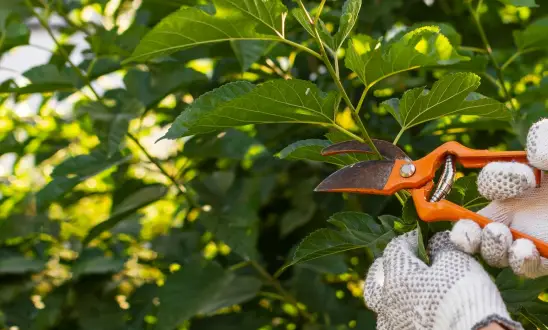 Quelques avantages d’un étêtage d’arbres 17