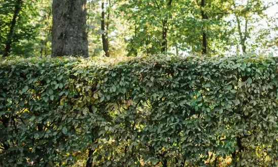 Notre société taille de haie 17